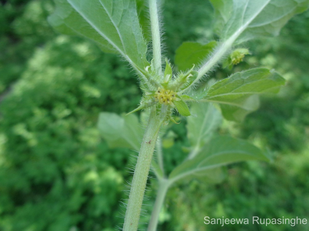 Acanthospermum hispidum DC.